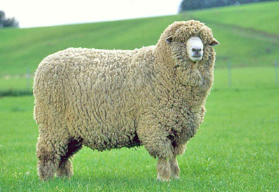 new-zealand-sheep-760830.jpg